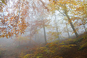 Beech forest of the Northern Vosges in the autumn fog, Vosges du Nord Regional Nature Park, France