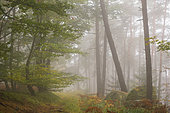 Beech forest and pine forest of the Northern Vosges in the autumn fog, Vosges du Nord Regional Nature Park, France