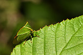 Buffalo treehopper (Stictocephala bisonia) mimicry with the toothed edge of the leaves, Vosges du Nord Regional Nature Park, France