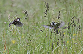 House sparrows (Passer domesticus) feeding on grass seeds in flight, Vosges du Nord Regional Nature Park, France