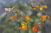 Siberian Chiffchaff (Phylloscopus collybita) in autumn migration, Vosges du Nord Regional Nature Park, France