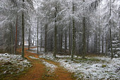 Premières neiges dans un mélèzin, Parc naturel régional des Vosges du Nord, France