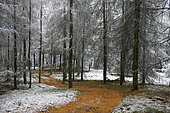 Premières neiges dans un mélèzin, Parc naturel régional des Vosges du Nord, France