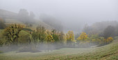 Willows in a valley bottom of the Northern Vosges in the autumn mist, Vosges du Nord Regional Nature Park, France