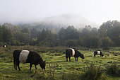 Galloway cows, Vosges du Nord Regional Nature Park, France