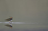 Northern Lapwing (Vanellus vanellus) in the water, Lorraine Regional Nature Park, France