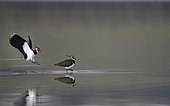 Northern Lapwing (Vanellus vanellus) in the water, Lorraine Regional Nature Park, France
