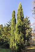 Italian cypress (Cupressus sempervirens)