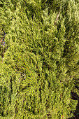 Italian cypress (Cupressus sempervirens)