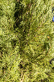 Italian cypress (Cupressus sempervirens)