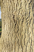 Clearet ash (Fraxinus angustifolia)