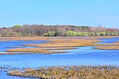 Réserve naturelle du Marais d'Orx dans les Landes, la zone de protection, constitutive du réseau Natura 2000, a été créée en 2004. En 2011, le marais d'Orx et les zones humides qui l'entourent sont reconnus site Ramsar. Ondres, Labenne, Landes, France