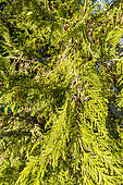 Lawson's cypress (Chamaecyparis lawsoniana)