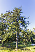 Algerian fir (Abies numidica var pardei)