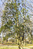 Cretan maple (Acer sempervirens)