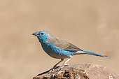 Blue waxbill (Uraeginthus angolensis) on rock, Namibia