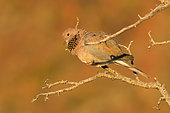 Laughing Dove (Spilopelia senegalensis) on a branch, okonjima private game reserve, Namibia