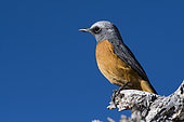 Short-toed Rock Thrush (Monticola brevipes) on a dead tree, Okonjima private game reserve, Namibia