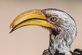Southern yellow-billed hornbill (Tockus leucomelas) portrait, Namibia