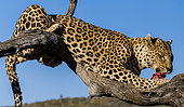 Leopard (Panthera pardus) eating on a branch, Okonjima private game reserve, Namibia