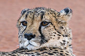 Cheetah (Acinonyx jubatus) portrait, Okonjima private game reserve, Namibia