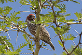 Red-headed finch (Amadina erythrocephala) on a branch, Namibia