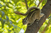 Congo rope squirrel (Funisciurus substriatus) on a branch, Namibie