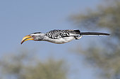 Southern yellow-billed hornbill (Tockus leucomelas) in flight, Etosha National Park, Namibia