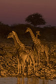 Southern Giraffe (Giraffa camelopardalis giraffa) at water hole, Okaukuejo camp, Etosha national park, Namibie