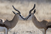 Springbok (Antidorcas marsupialis) facing, Namibia