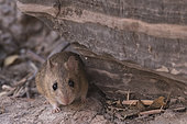Rodent micromammal, Etosha National Park, Namibia