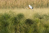 Squacco Heron (Ardeola ralloides) in flight above papyrus, Okavango delta, Botswana