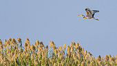 Purple Heron (Ardea purpurea) in flight over reeds, Okavango Delta, Botswana