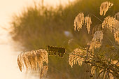 Little Bee-eater (Merops pusillus) on a reed at dawn, Okavango Delta, Botswana