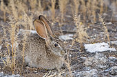 Scrub hare (Lepus saxatilis) at rest, Thakadu bush camp, Botswana