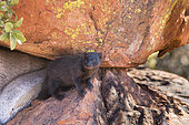 Black mongoose (Galerella nigrata) on rock, Waterberg national park, Namibia