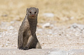 Banded mongoose (Mungos mungos), Etosha National Park, Namibia