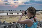 Young girl photographing African Elephants (Loxodonta africana) at waterhole, Etosha National Park, Namibia