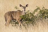Greater kudu (Tragelaphus strepsiceros) in the dry grass, Etosha National Park, Namibia