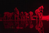 African elephants (Loxodonta africana) at waterhole, red light at night, Etosha National Park, Namibia
