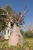 Bottle Tree (Pachypodium lealii), Namibia
