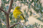 Lesser masked weaver (Ploceus intermedius) on a branch, Namibia