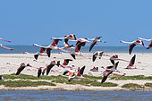 Greater Flamingo (Phoenicopterus roseus) in flight, Skeleton coast, Namibia