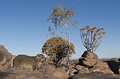 Rock Hyrax (Procavia capensis) with Quiver trees (Aloe dichotoma), Namibia