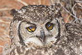 Spotted eagle owl (Bubo africanus), at rest, Namibia