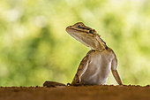 Namibian Rock Agama (Agama planiceps), Namibia