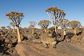 Daman du Cap (Procavia capensis) dans un paysage de rochers et d'Arbre à carquois (Aloe dichotomia), Namibie