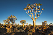 Quiver tree (Aloe dichotoma) forest, Namibia
