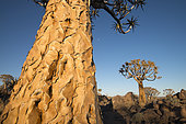 Quiver trees (Aloe dichotoma), Namibia