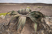 Welwitschia (Welwitschia mirabilis) endemic plant of Namib, Skeleton Coast, Namibia
